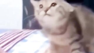 Funny cute animals_