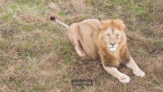 The lion and the mouse 3