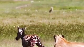 Lain attack zabra kids attack animals attack