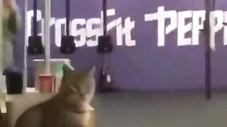 The end ----_funny _short _ytshorts _animals _pets _dog _cat 196 _viral _viralshort