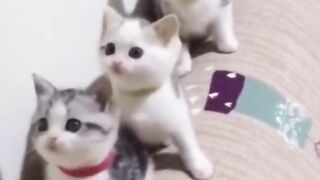 Cat funny  in room