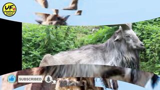 interesting facts about markhor|urdu factz
