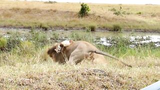 Two Lions Fighting Scence