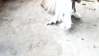 Birds playing  / pegion and aseel chicks playing
