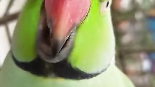 Parrot talking