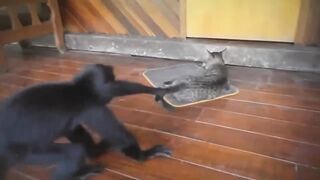 30 Craziest Animal Fights of All Time