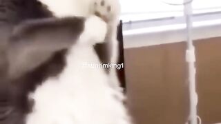 Mouse is bodybuilding