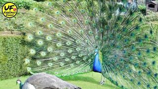 indian peacock|urdu factz