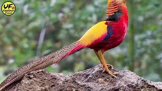 golden pheasant|urdu factz