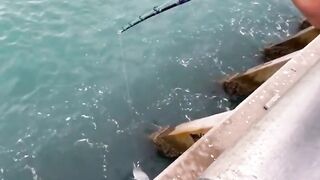 Big Bait brings Big Fish | BigS #shorts #angeln #fishing #fails  @BigS