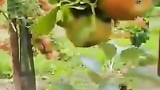emotional words poetry music funny videos