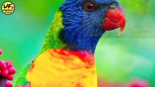 rainbow lorikeet|urdu factz