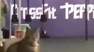 The end ????????#funny #short #ytshorts #animals #pets #dog #cat 196 #viral ???????????? #196 #viralshorts
