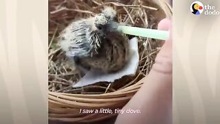 Dove Innocent