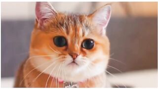 Cat sing ABC song