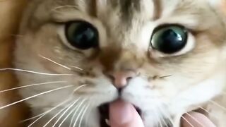 Funny Cat Videos
