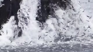 Fish ????????
