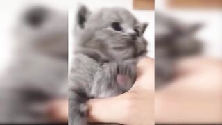 Cute cats and funny movement