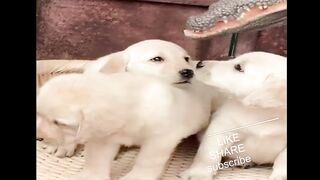Funny Dogs & Cat
