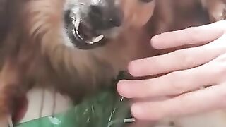 Funny Dog Videos |funny videos