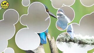 kingfisher bird|urdu factz