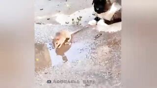 So funny tiktok cats compilation 2023 #4|| so funny cat videos ||