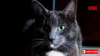 4K Quality Cute and Funny Cat Videos Compilation| Aww Cats, Nature, Animals, Cute, Pet