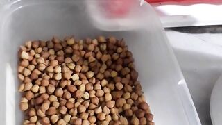 BLACK chana