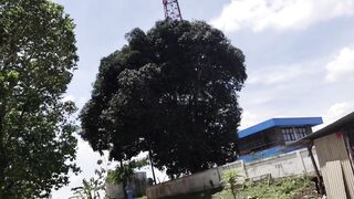 Relay Televisi