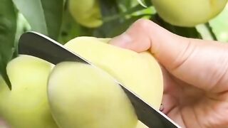 Apple Cutting