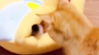 #FUNNY VIDEOS. Try not to laugh.7.Watch this for a guaranteed laugh!