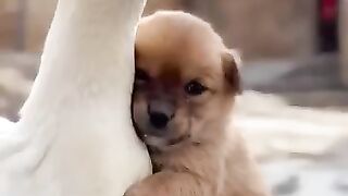 Puppy and mama duck