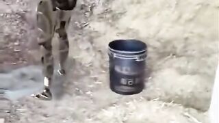 #FUNNY VIDEOS. Try not to laugh.21.Watch till the end for the best part!
