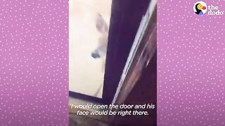 Fawn Comes To Lady's Door Every Morning  The Dodo Little But Fierce
