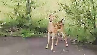 Rescued feisty fawn stuck in tennis court #deer #wildlife #babyanimals  #animallover #mommyfarmer