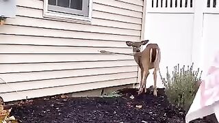 This kind man rescues a deer #shorts