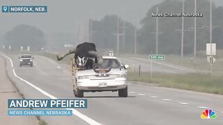Car with giant bull as passenger pulled over by Nebraska police