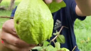 Fresh guava