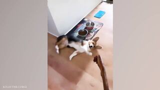 Super FUNNY DOG VIDEOS! ???? Funny ANIMALS videos