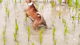 Dog VS Alligator