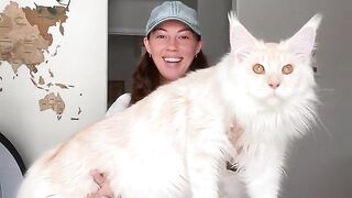 Maine coon cute