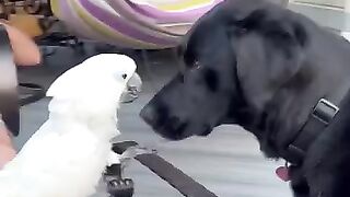 My dog loves giving his parrot sister smooches and it’s so cute #parrot #dog #friends #cute