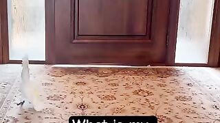 The way my parrot is excited to see me adorable ???? #cockatoo #parrot #birds #reaction