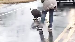 The way she saved this bald eagles life!!! #animals #merica #america