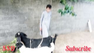 A goat and its kid