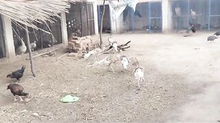 Birds like what