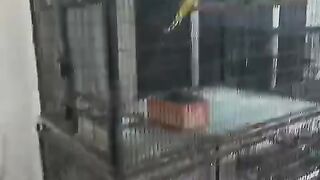 Cage and birds