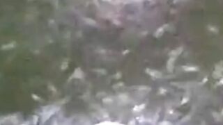 PASTA adalah pakan pelet yang dihaluskan untuk LARVA LELE yang baru belajar makan PELET