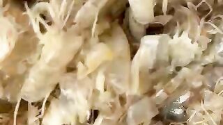 Limbah kulit udang untuk pakan alternatif ikan lele ! Ada yang pernah coba ? Bagaimana hasilanya ?