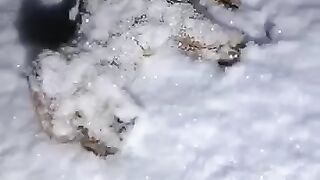 This little wolf, lying alone in the cold, was rescued by a man... #animalshorts